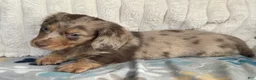 Miniature Dachshund dogs for sale: Olaf - Ad 3