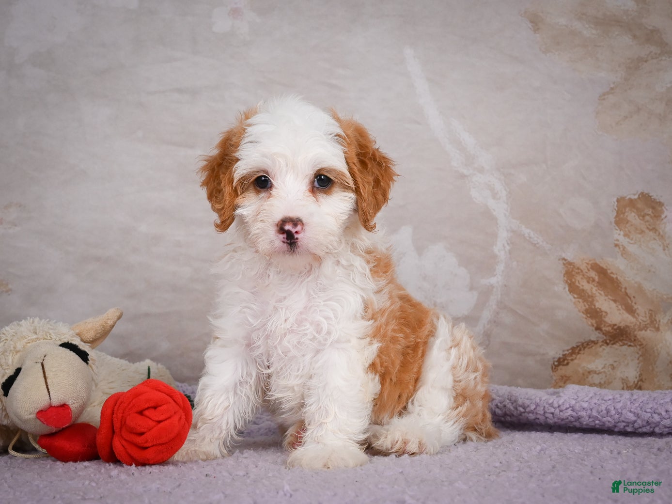 Mini Bernedoodle dogs Betty - Ad 2