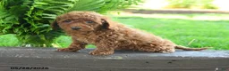 Miniature Poodle dogs for sale: Tristan - Ad 1