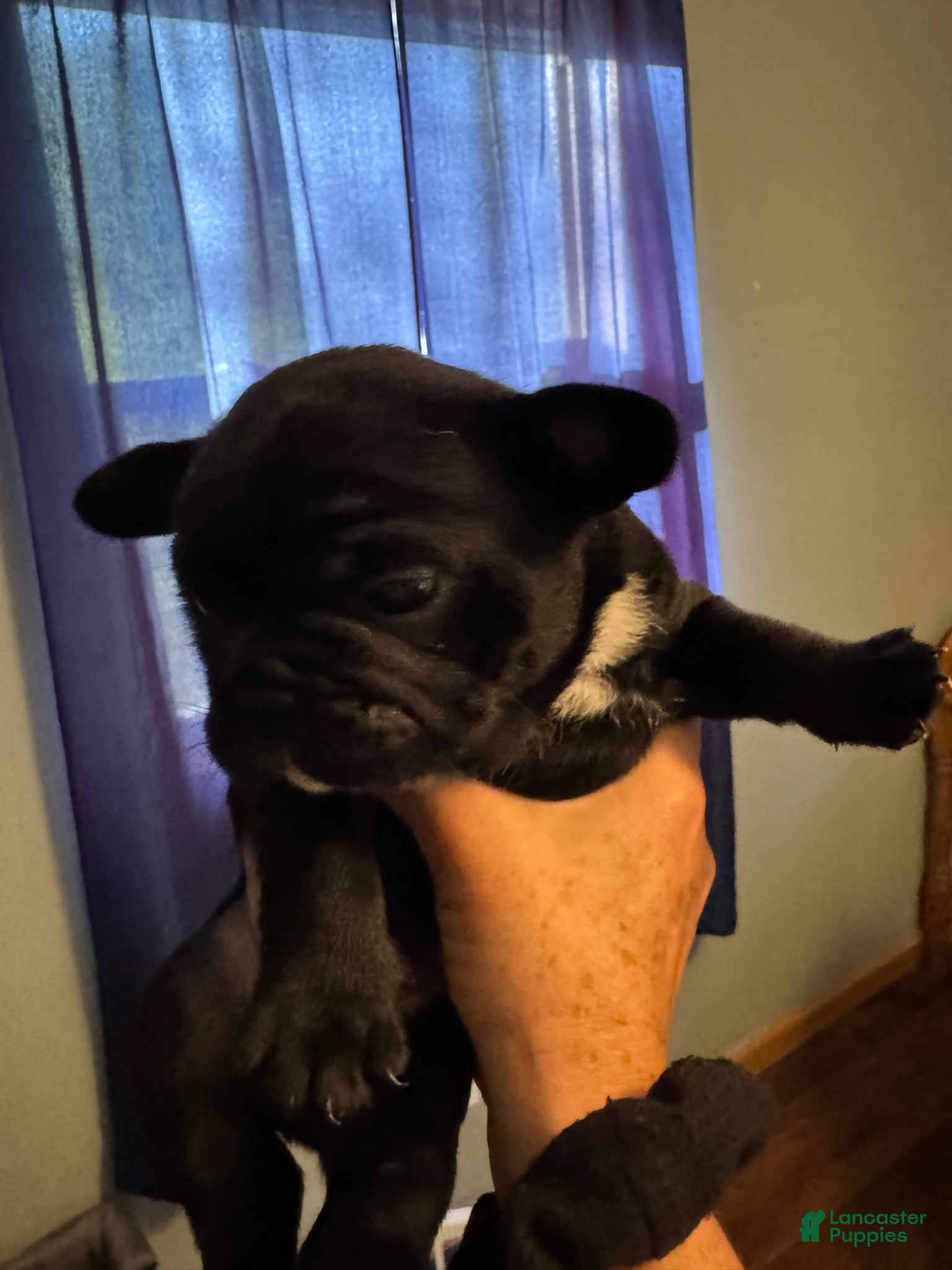 Frug dogs Frug Puppy 4 - Ad 10
