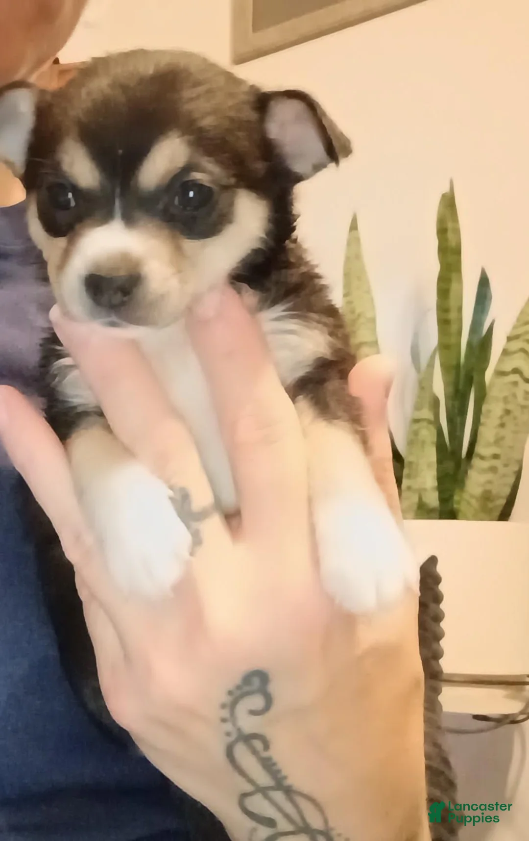 Chihuahua dogs for sale: Todd - Ad 1