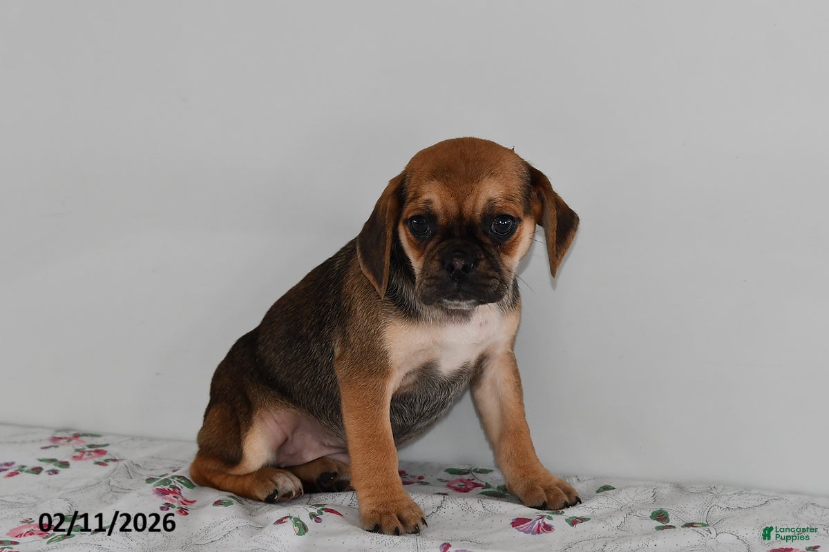 Puggle dogs Cassie   - Ad 17