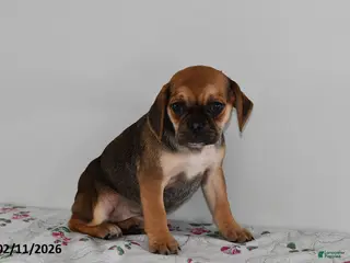 Puggle dogs Cassie - Ad 17