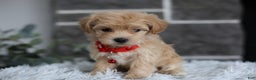 Maltipoo dogs for sale: Robin - Ad 6