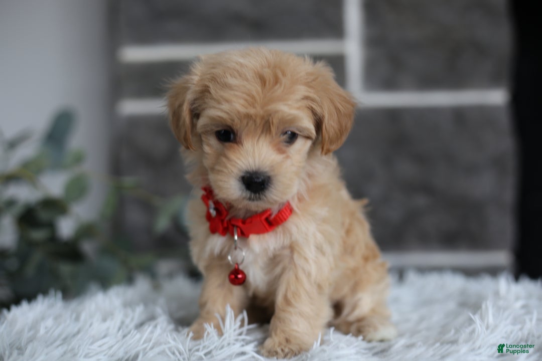Maltipoo dogs for sale: Robin - Ad 6