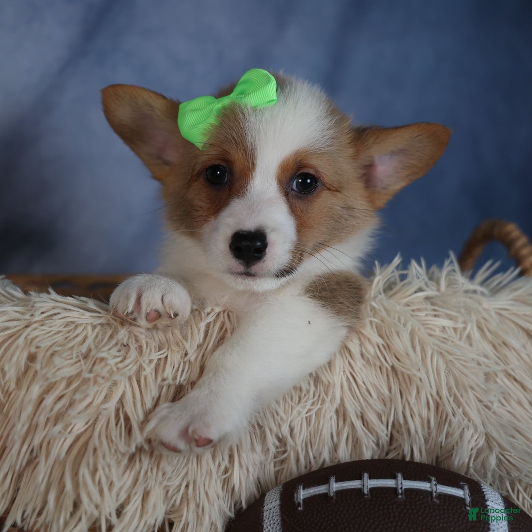 Welsh Corgi Pembroke dogs for sale: Dalton - Ad 3