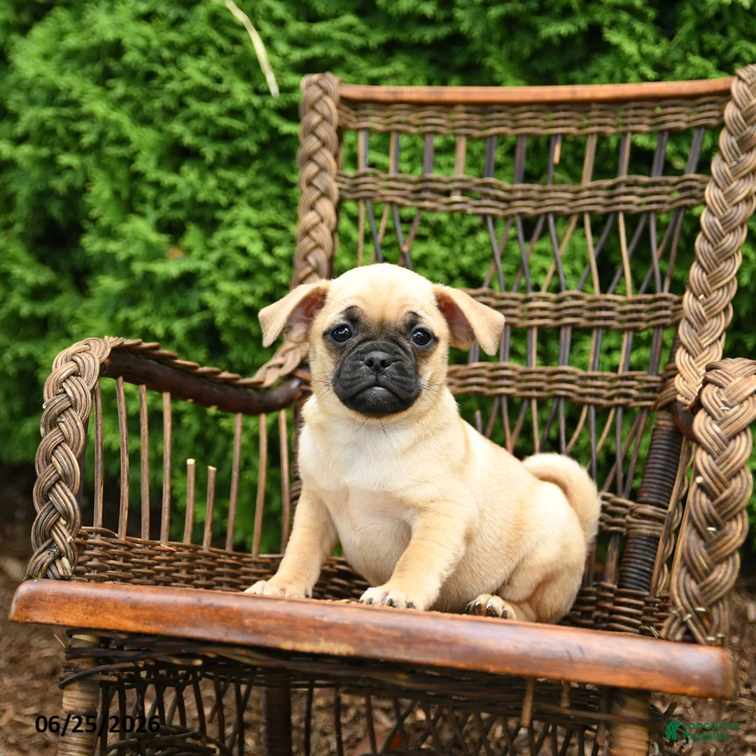 Jug dogs for sale: Kiki - Ad 3