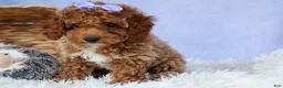 Miniature Poodle dogs for sale: WINNIE - Ad 15