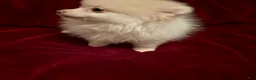 Pomeranian dogs for sale: Pomeranian 2 sherbet  - Ad 3