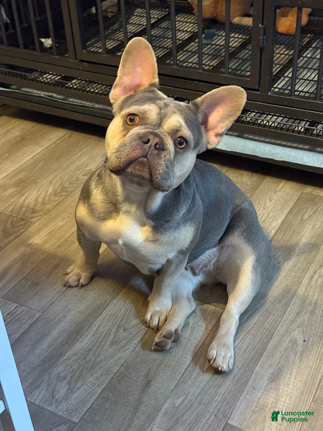 French Bulldog dogs for sale: Big Boy - Ad 10