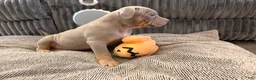 American Bully dogs for sale: American Bully Puppy 5 - Ad 4