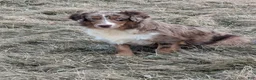 Miniature Australian Shepherd dogs for sale: Flynn - Ad 10