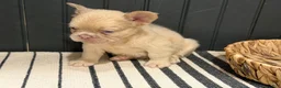 French Bulldog dogs for sale: King George - Ad 15