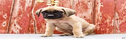 English Mastiff dogs for sale: Missy - Ad 7