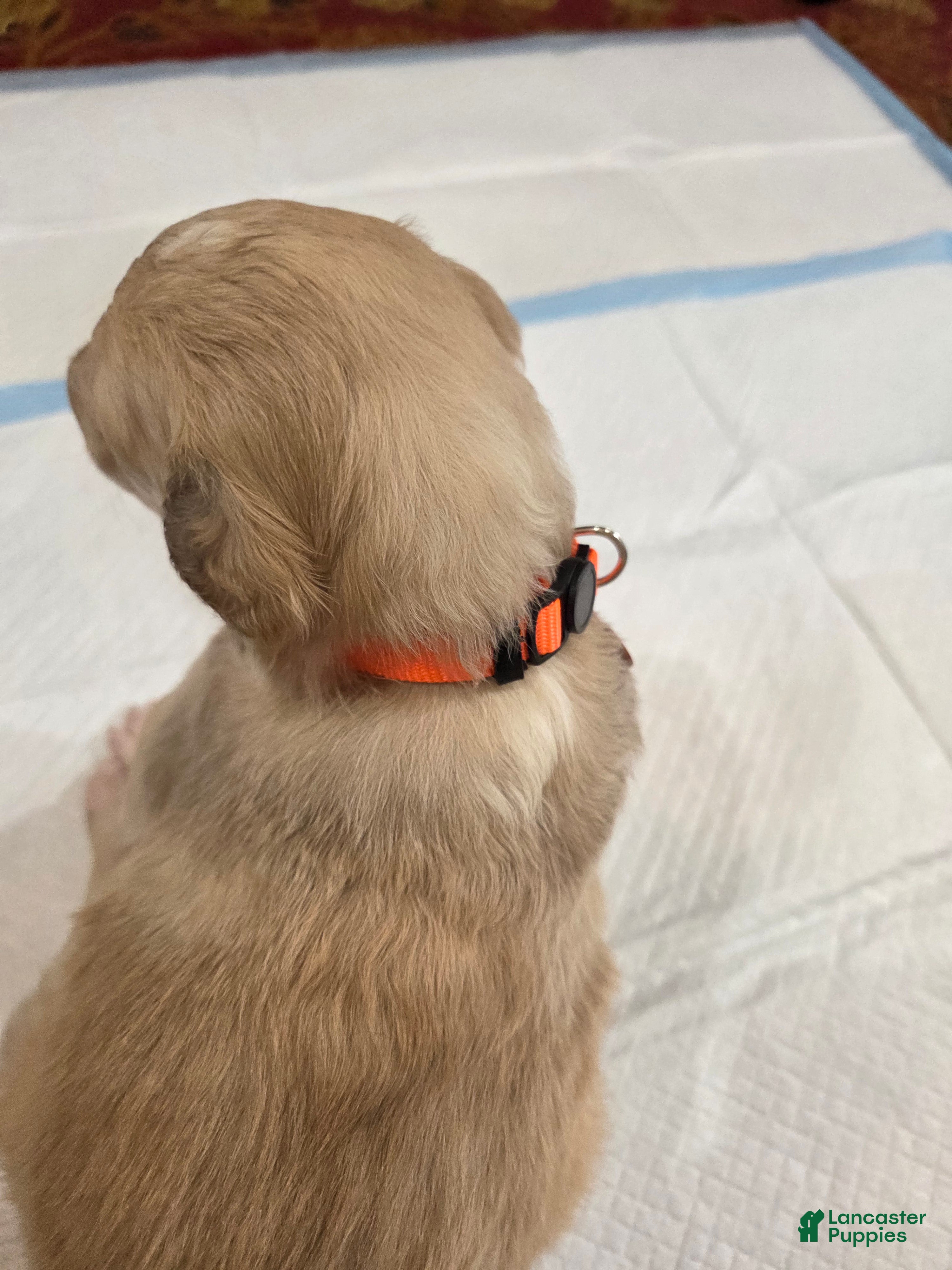 Borzoi dogs Cedric - Ad 2