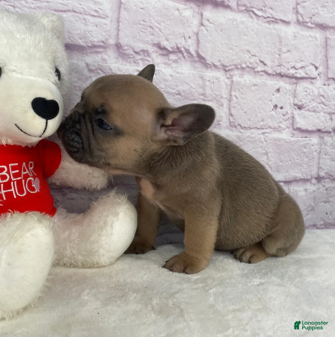 French Bulldog dogs for sale: Sady - Ad 6