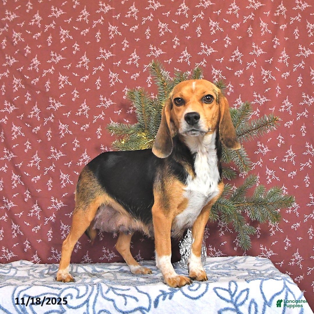 Puggle dogs for sale: Jojo - Ad 6