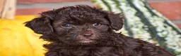 Havapoo dogs for sale: Davis - Ad 2