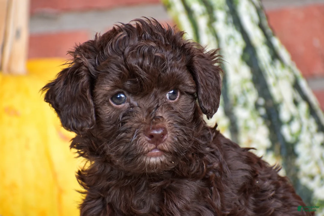Havapoo dogs for sale: Davis - Ad 2