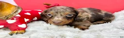 Miniature Dachshund dogs for sale: Chocolate dapple Russian Akc  - Ad 4