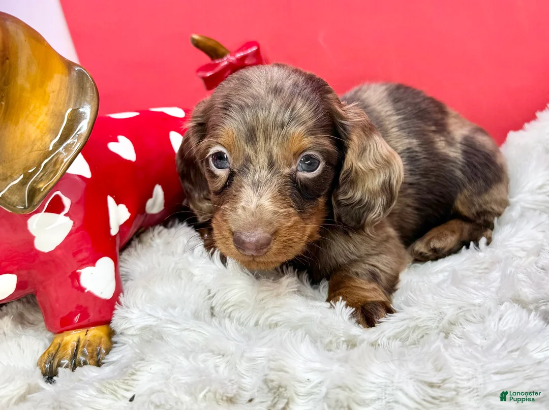 Miniature Dachshund dogs for sale: Chocolate dapple Russian Akc  - Ad 4