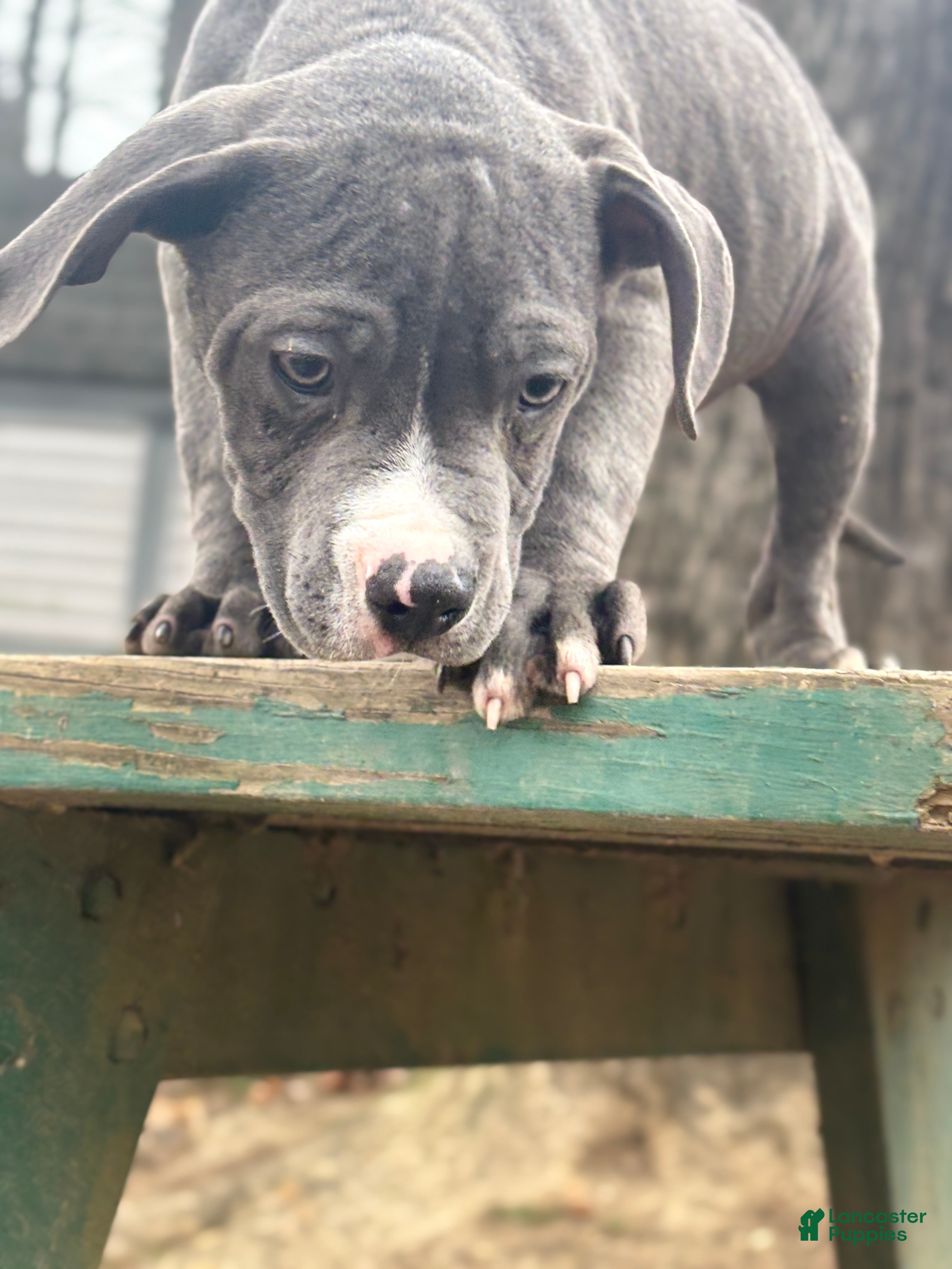 Mixed Breed dogs Bleu - Ad 2