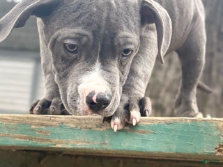 Mixed Breed dogs Bleu - Ad 5
