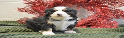 Bernese Mountain Dog dogs for sale: Cassie - Ad 1