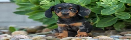 Miniature Dachshund dogs for sale:  Tilly 🎀 - Ad 16
