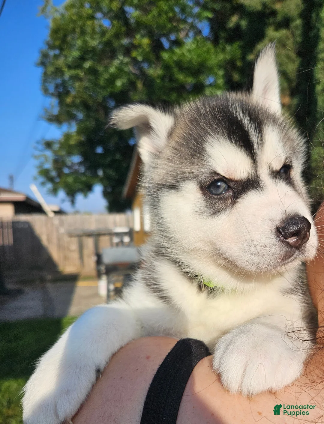 Siberian Husky dogs for sale: Siberian Husky Puppy 5 - Ad 1