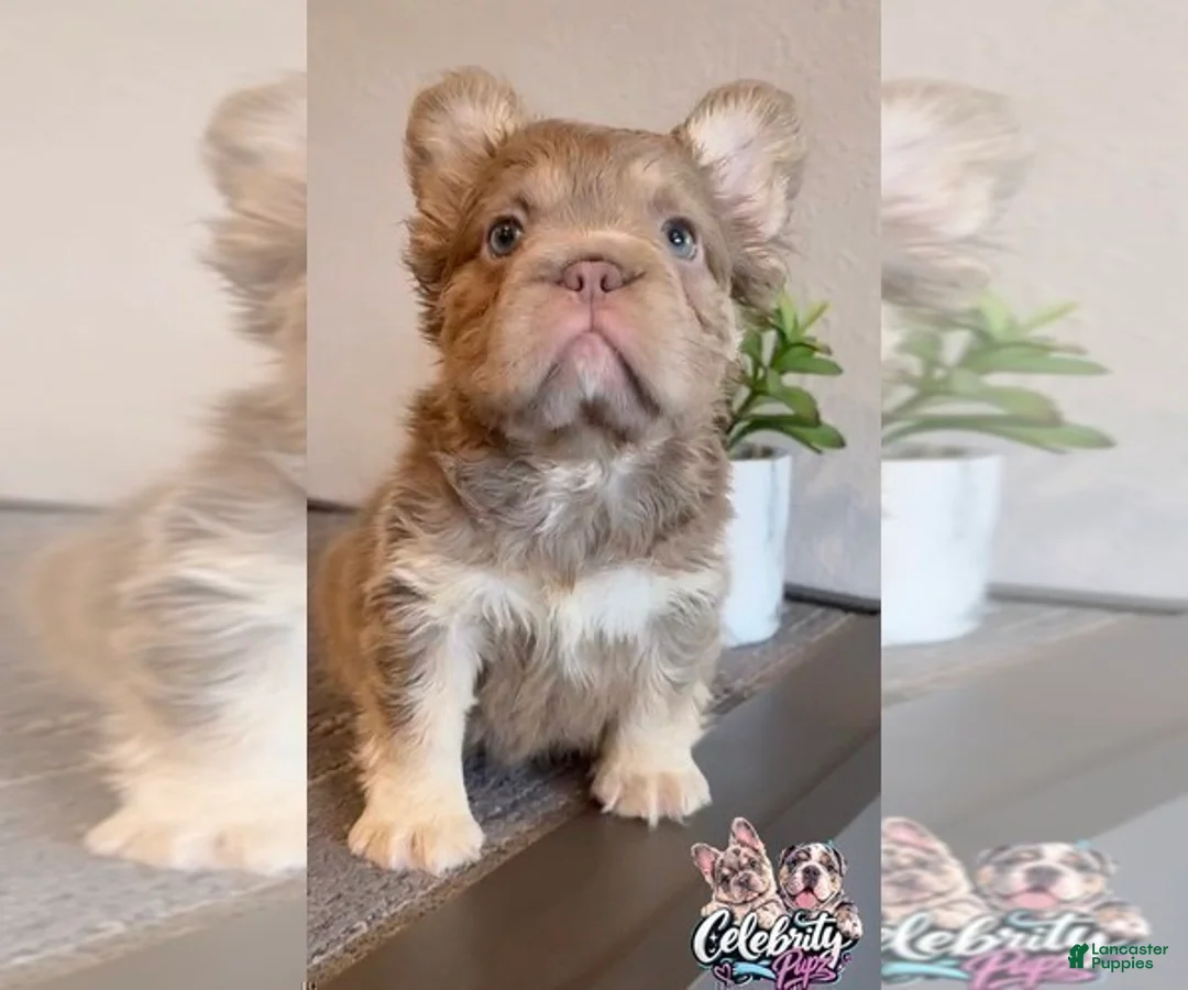 French Bulldog dogs for sale: FENDI - ISABELLA TAN BIG ROPE IN LA CA - DELIVERY USA - Ad 5