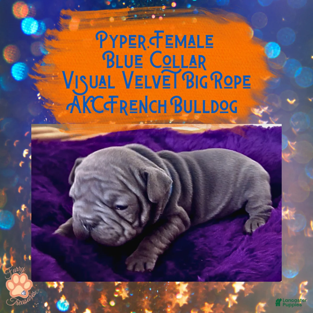 French Bulldog dogs for sale: Pyper “Blue Collar”, Female  - Ad 5