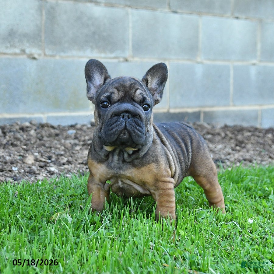 French Bulldog dogs Cocoa - Ad 1