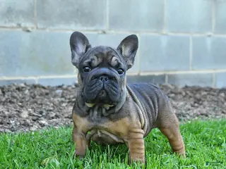 French Bulldog dogs for sale: Cocoa - Ad 2