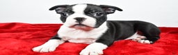 Boston Terrier dogs for sale: Isaac - Ad 3