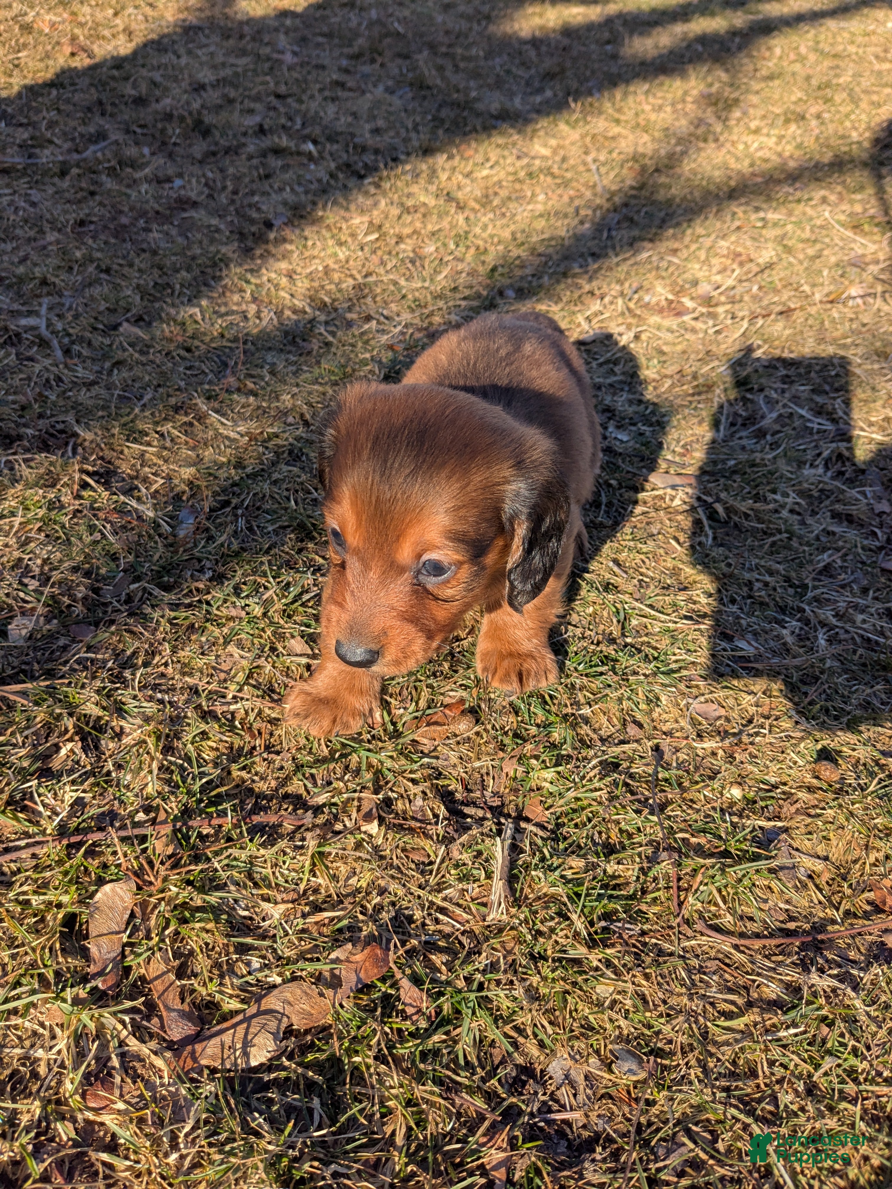 Dachshund dogs Dachshund Puppy 2 - Ad 33