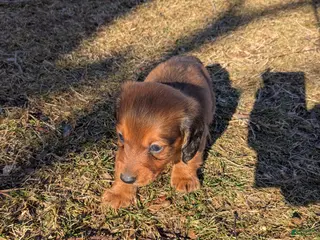 Dachshund dogs Dachshund Puppy 2 - Ad 33