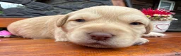 Labradoodle dogs for sale: Chelsey (Girl) - Ad 1
