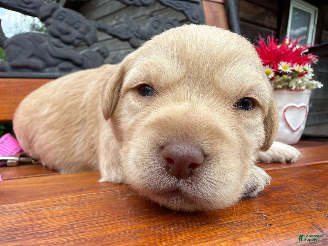 Labradoodle dogs for sale: Chelsey (Girl) - Ad 1