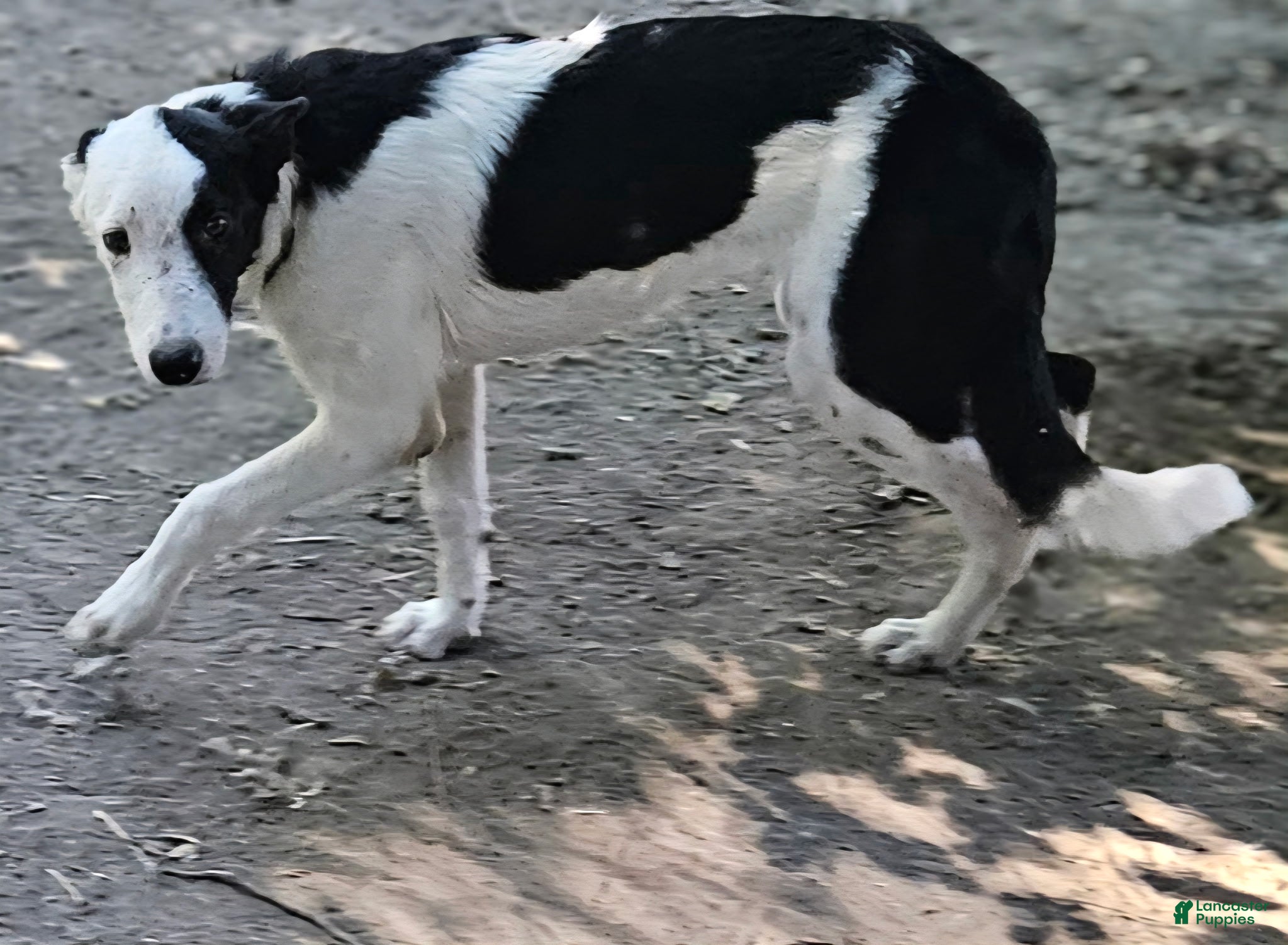 Border Collie dogs I-dog - Ad 18