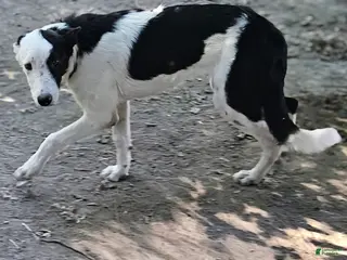Border Collie dogs I-dog - Ad 18