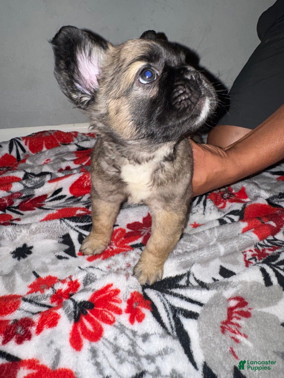 French Bulldog dogs for sale: French Bulldog Puppy 2 - Ad 3