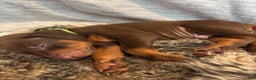 Doberman Pinscher dogs for sale: Sable - Ad 2
