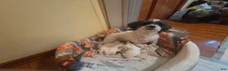 Mixed Breed dogs for sale: Mixed Breed Puppy 1 - Ad 2