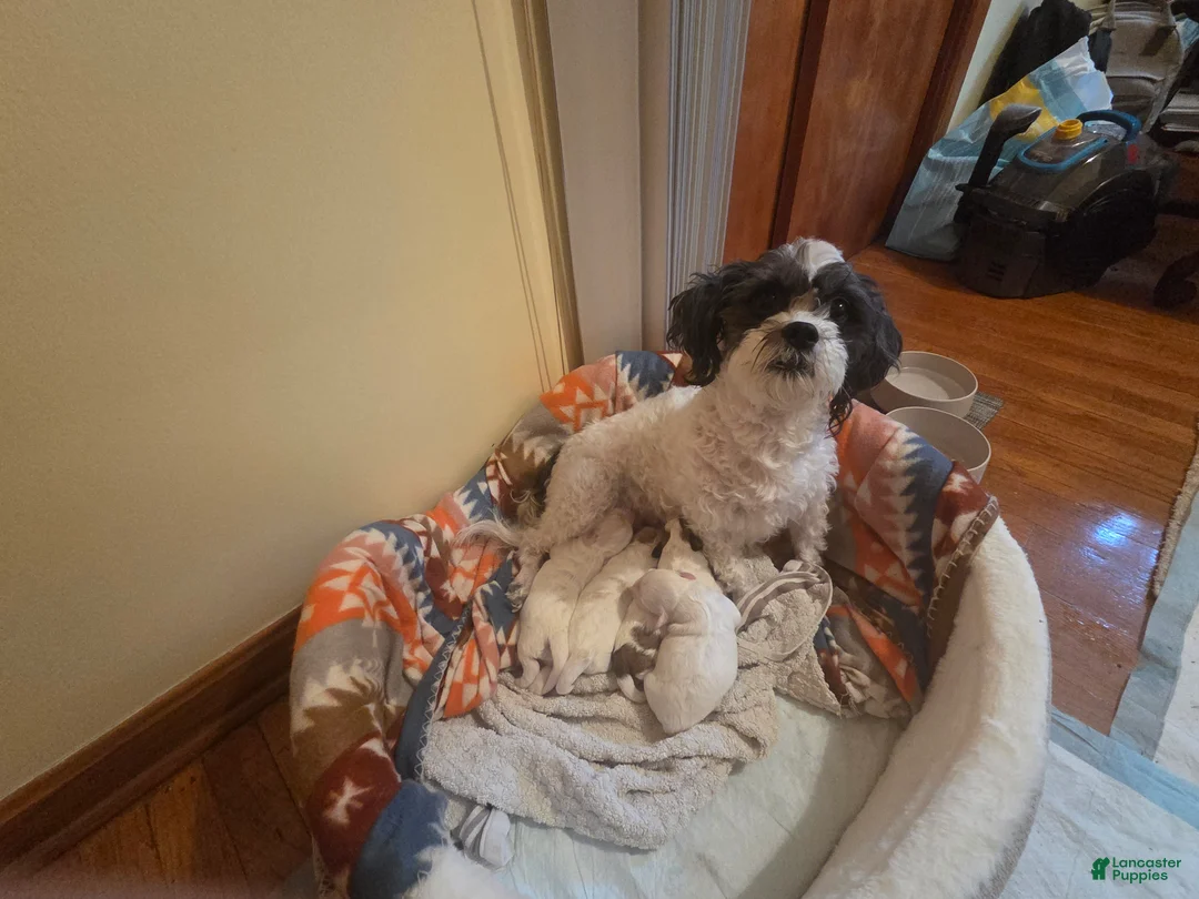 Mixed Breed dogs for sale: Mixed Breed Puppy 1 - Ad 2