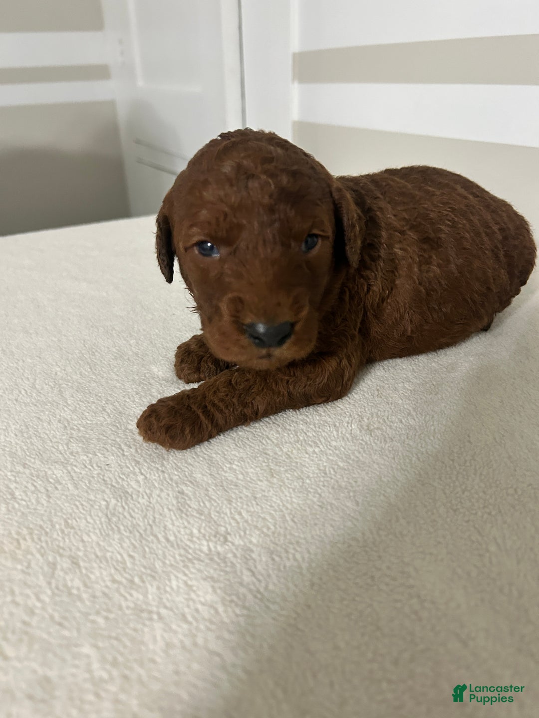 Mini Goldendoodle dogs for sale: Charles - Ad 3