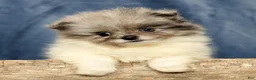 Pomeranian dogs for sale: Lucy - Ad 7