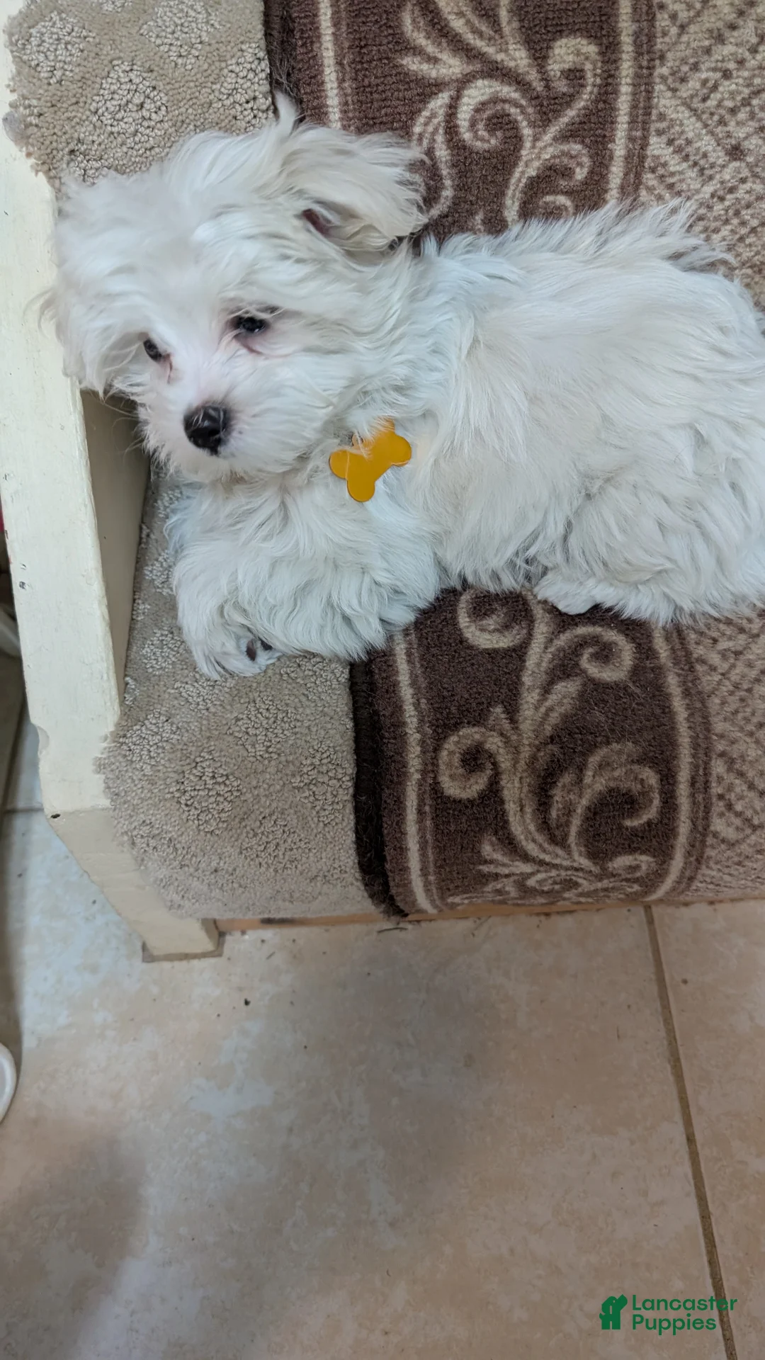 Maltese dogs for sale: Maltese Puppy 1 - Ad 2