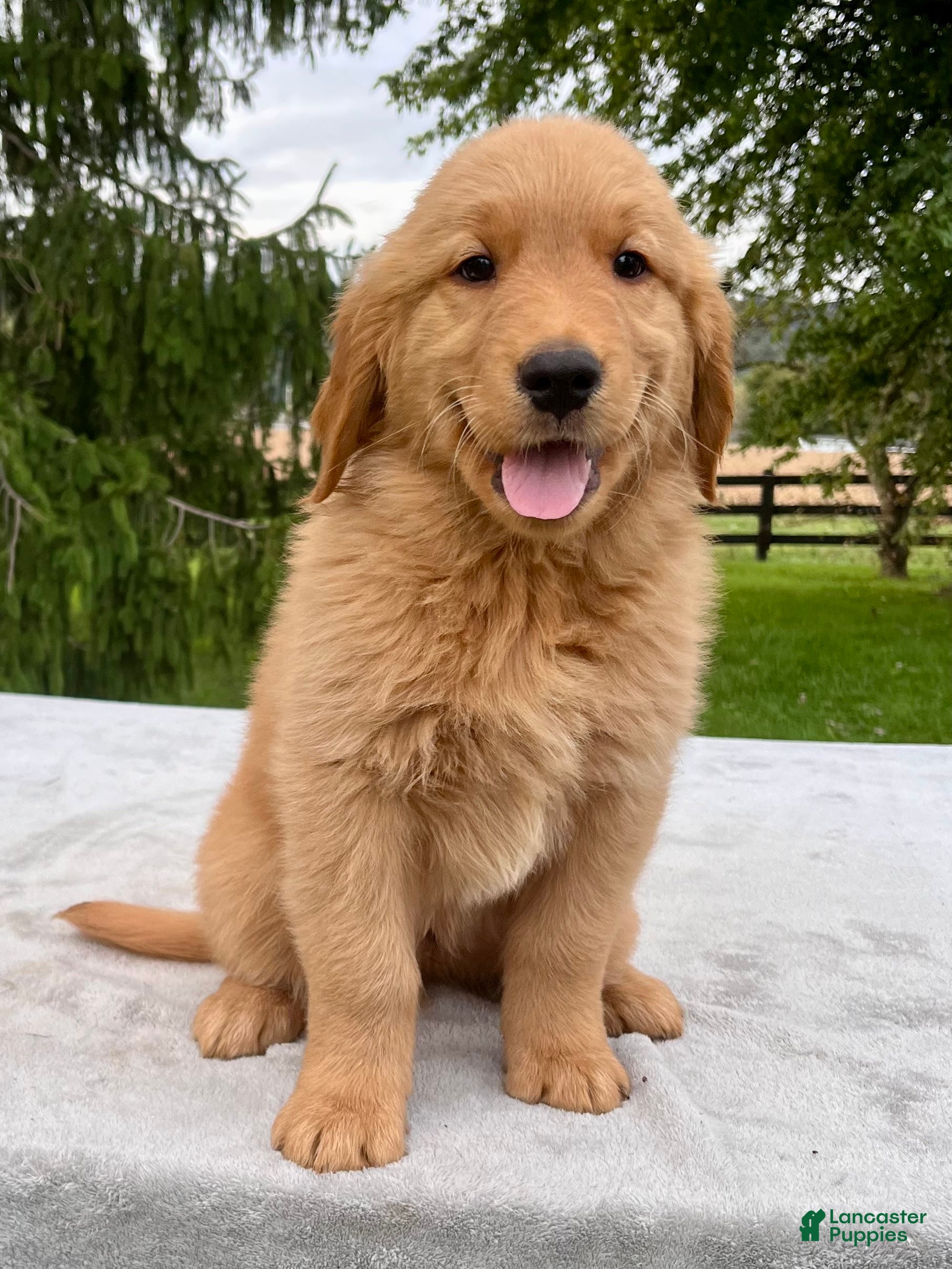Golden Retriever dogs Jet - Ad 2