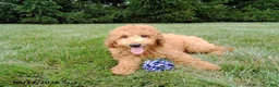 Mini Goldendoodle dogs for sale: Winston - Ad 5